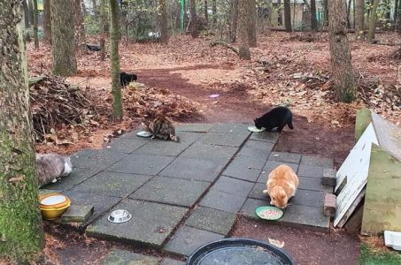Kattenwoud